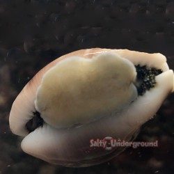 Arabian Cowrie (Maurita arabica)