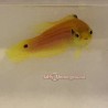 Yellow Candy Hogfish (Bodianus bimaculatus)