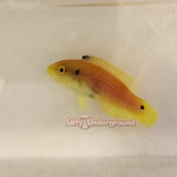 Yellow Candy Hogfish (Bodianus bimaculatus)