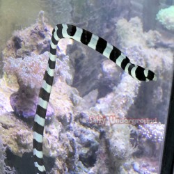 Snake Eel