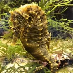 Seahorse Erectus (Hippocampus erectus) Large