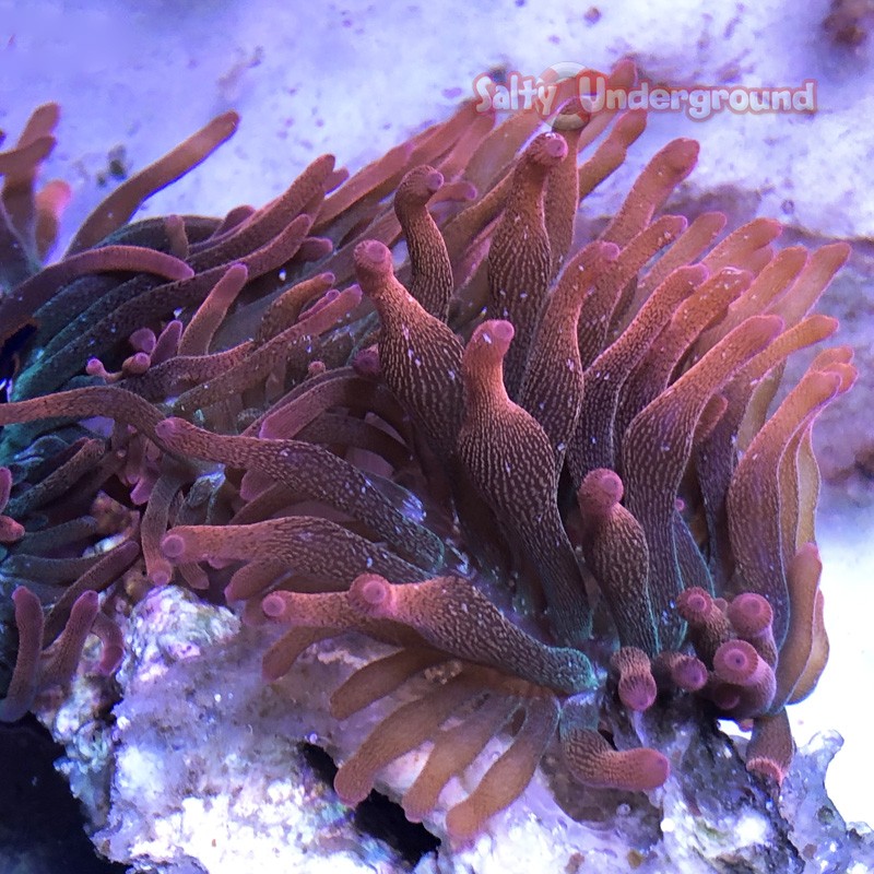 4" Acid Rainbow Bubble Tip Anemone