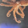 Atlantic Long Arm  Octopus