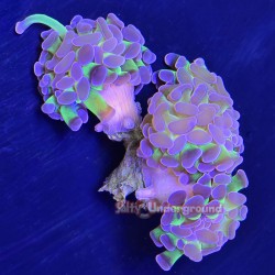 Green/Purple Hammer Coral -...