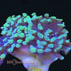 Green/Purple Hammer Coral -One Head