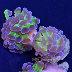 Green/Purple Hammer Coral...