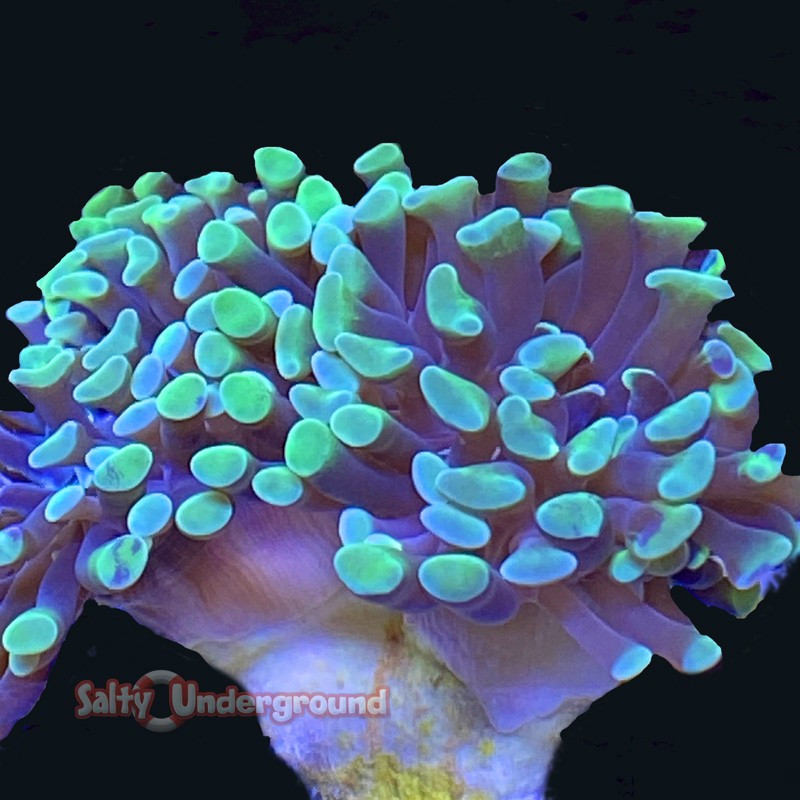 Green/Purple Hammer Coral - Multiple Heads