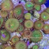 Nuclear Green Palythoa-5+ Polyps