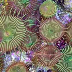 Nuclear Green Palythoa-5+ Polyps