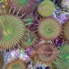 Nuclear Green Palythoa-5+ Polyps