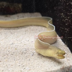 Ghost Ribbon Eel