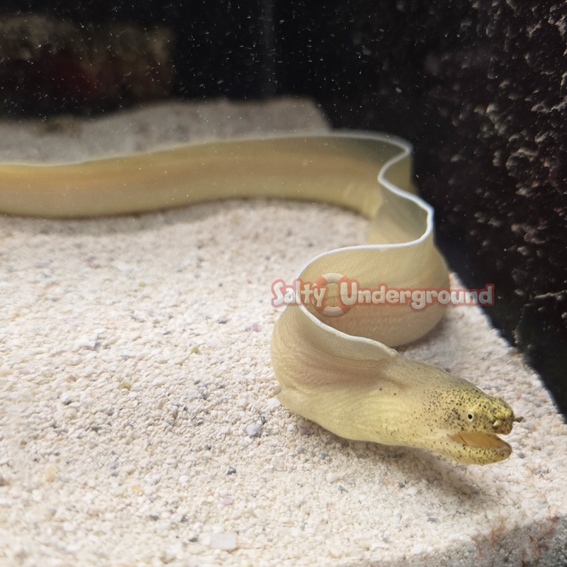 Ghost Ribbon Eel