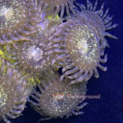 Fairy Dust Zoanthid 5+polyp