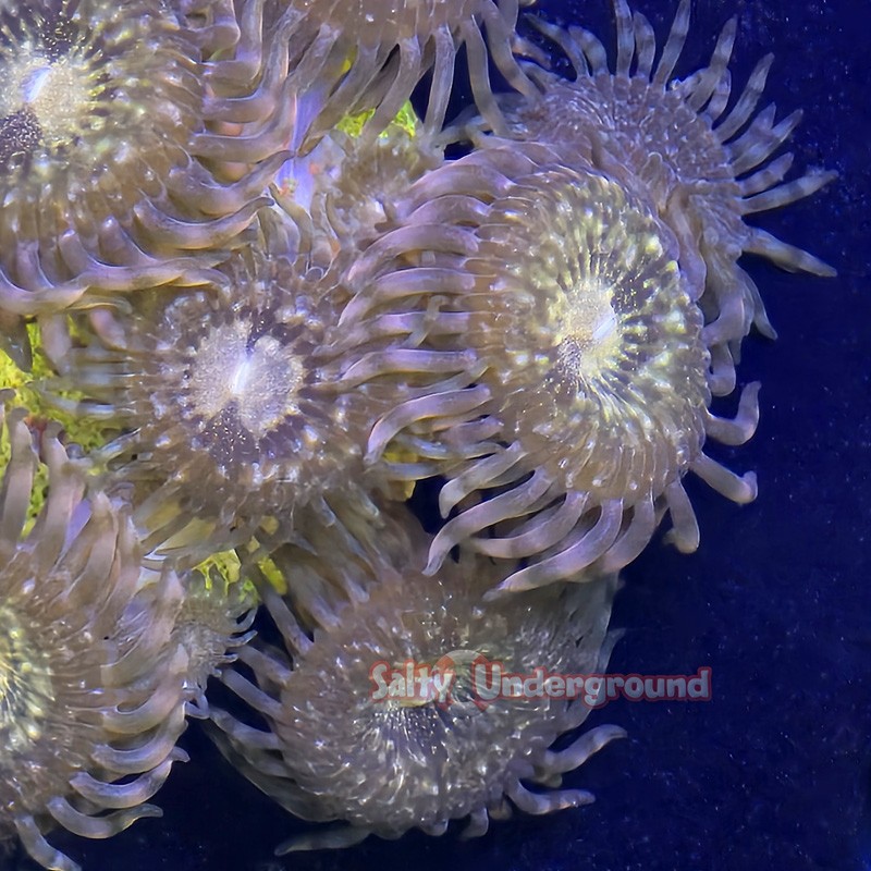 Fairy Dust Zoanthid 5+polyp