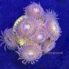 Fairy Dust Zoanthid 5+polyp