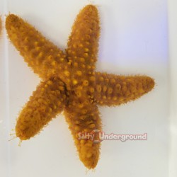 Orange Florida Starfish