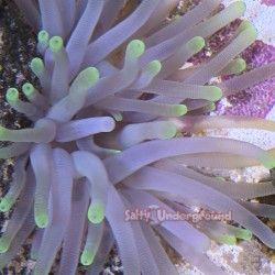 Lime Green Tip Anemone...