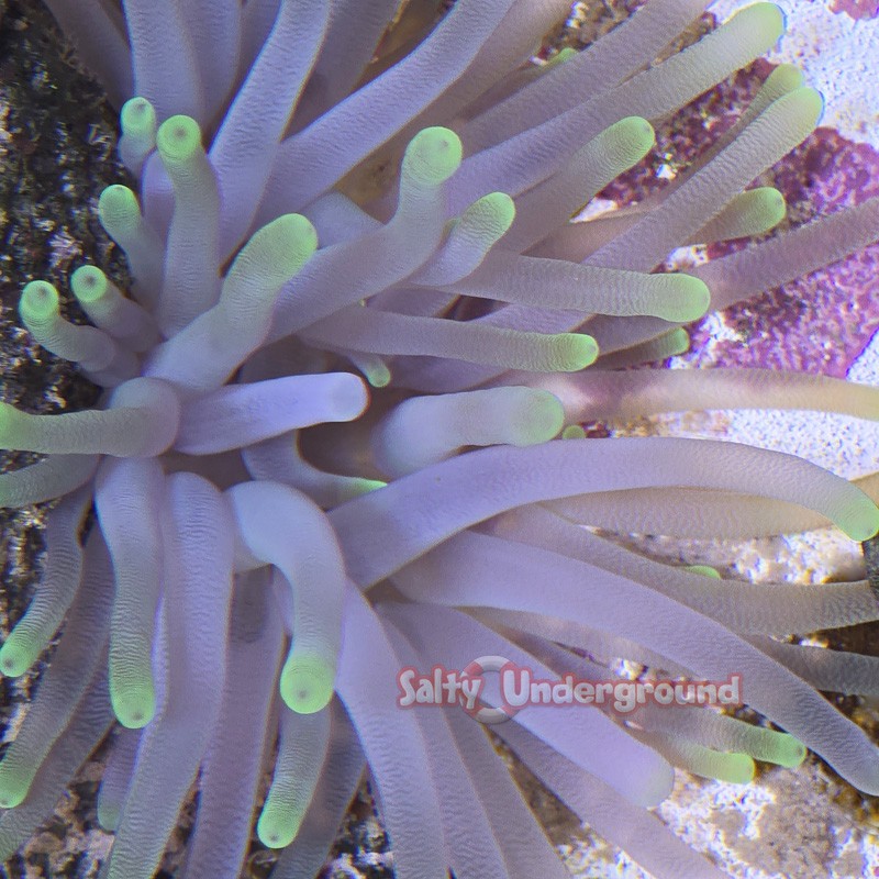 Lime Green Tip Anemone (Condylactis gigantea)