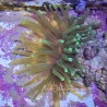 Lime Green Tip Anemone (Condylactis gigantea)