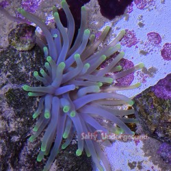 Lime Green Tip Anemone (Condylactis gigantea)