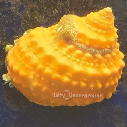 Orange Mexican Cat Eye Snail