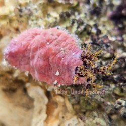 Pink Sea Cucumber