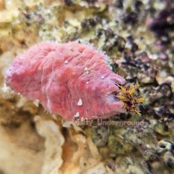 Pink Sea Cucumber