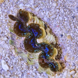 Mermaid Maxima Clam 1 inch