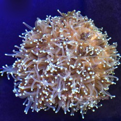 Glow Torch Coral