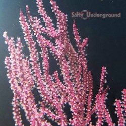 Regal Sea Fan