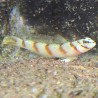 Steinitzi Goby (Amblyeleotris steinitzi)