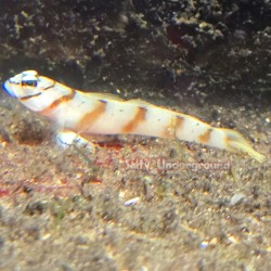 Steinitzi Goby (Amblyeleotris steinitzi)