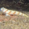 Steinitzi Goby (Amblyeleotris steinitzi)