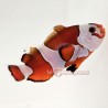 Semi-Orange Storm Clownfish-Captive Bred