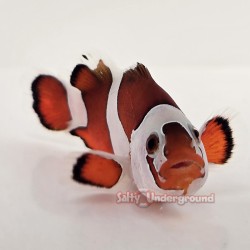 Semi-Orange Storm Clownfish-Captive Bred