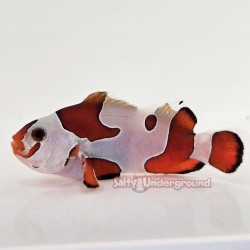 Semi-Orange Storm Clownfish-Captive Bred