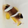 Pearl Eye Bicinctus Clownfish-Captive Bred