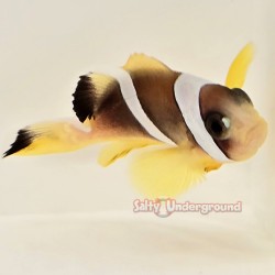 Pearl Eye Bicinctus Clownfish-Captive Bred