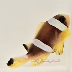 Pearl Eye Bicinctus Clownfish-Captive Bred