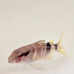 Manybar Goatfish