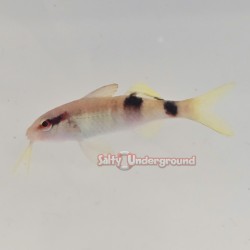 Manybar Goatfish