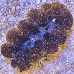 Neptune Crocea Clam 2 inches