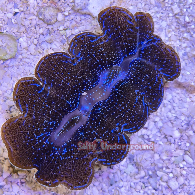 Twilight Crocea Clam 2 inches