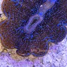 Twilight Crocea Clam 2 inches