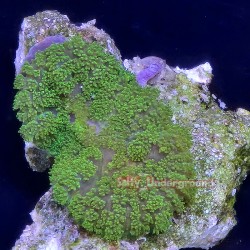 Neon Green Rhodactis...