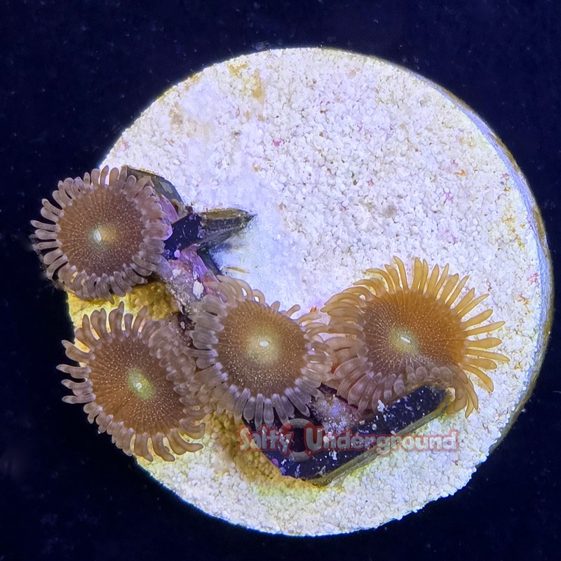 Gold Dust Zoanthid