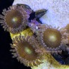 Gold Dust Zoanthid