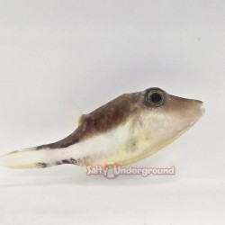 Sharpnose Puffer