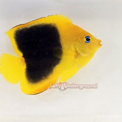 Rock Beauty Angelfish...