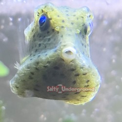 Boston Bean Boxfish